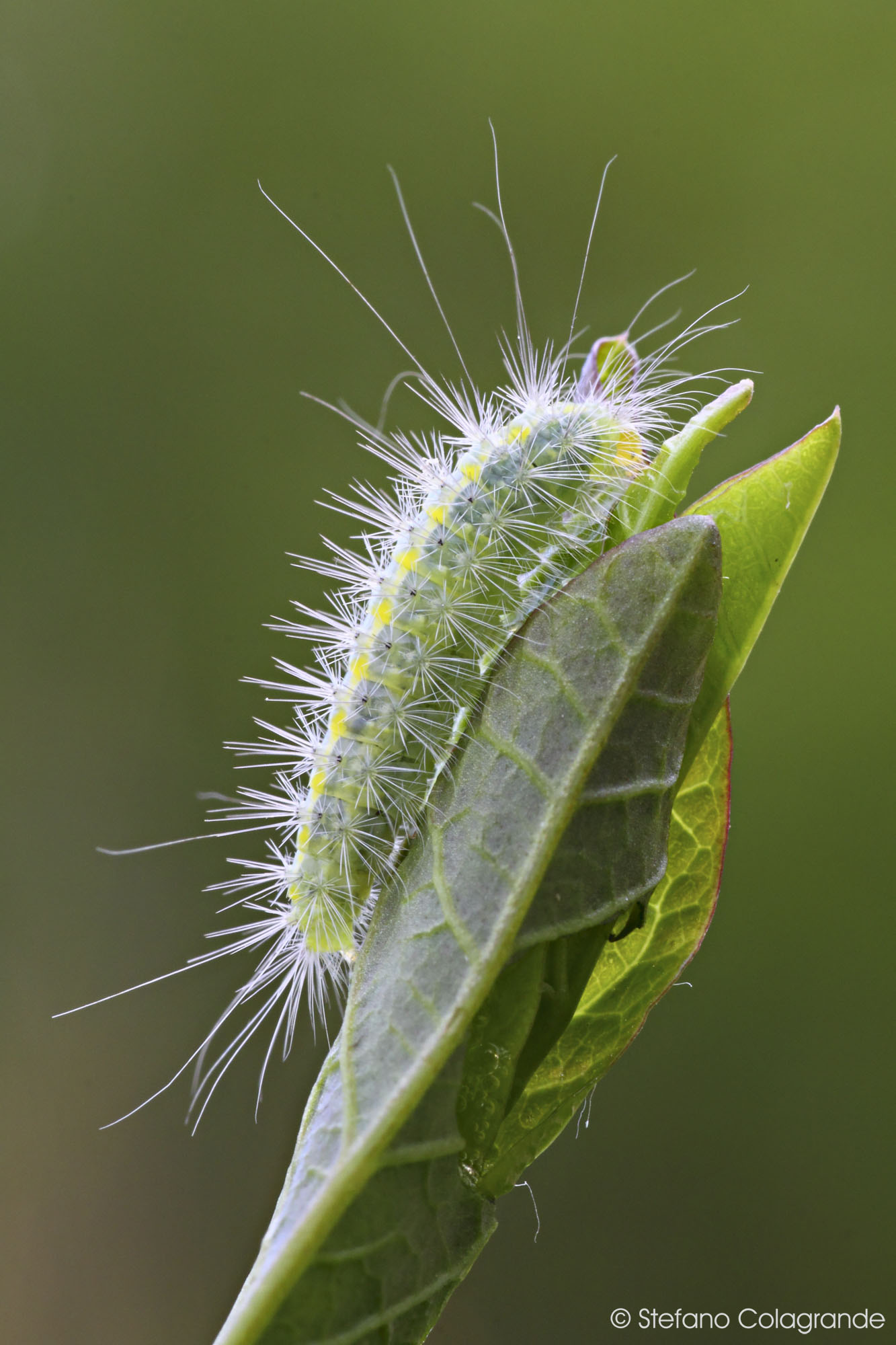 Chi mi aiuta ad identificare questo bruco?P. pentadactyla